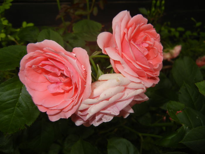 Rose Pleasure (2014, June 07)
