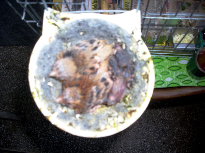 CANARI LA CUIB 2014 002