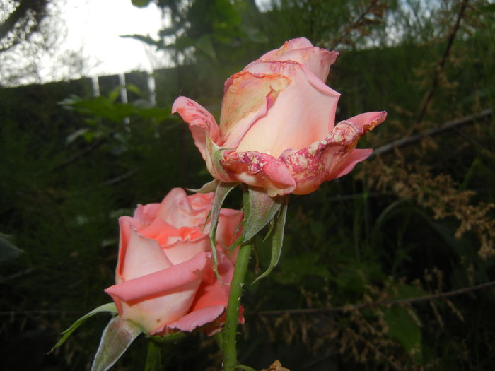 Rose Artistry (2014, June 07) - Rose Artistry