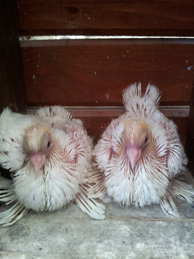 Pui hraniti de porumbei calugar!