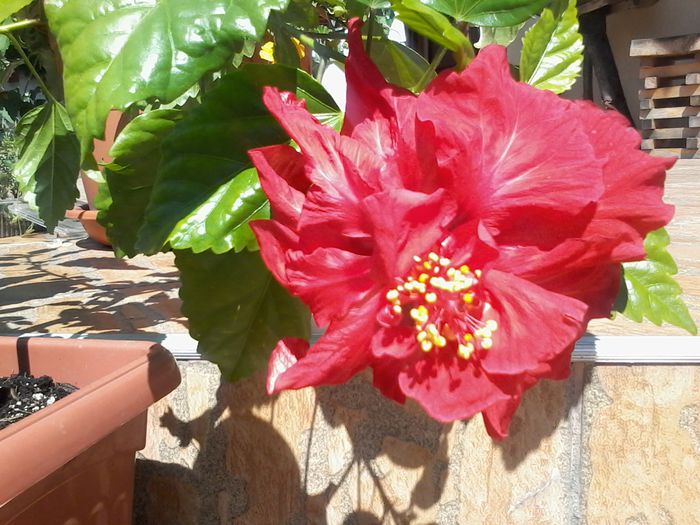 20140705_105500 - Hibiscus 2014-2015
