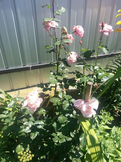 20140705_105620