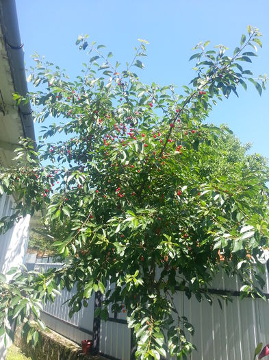 20140705_105656(0)