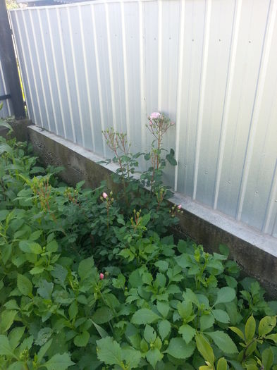 20140705_105741