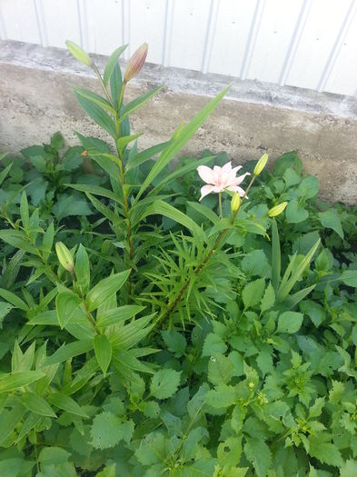 20140705_105754