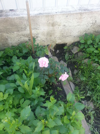 20140705_105758