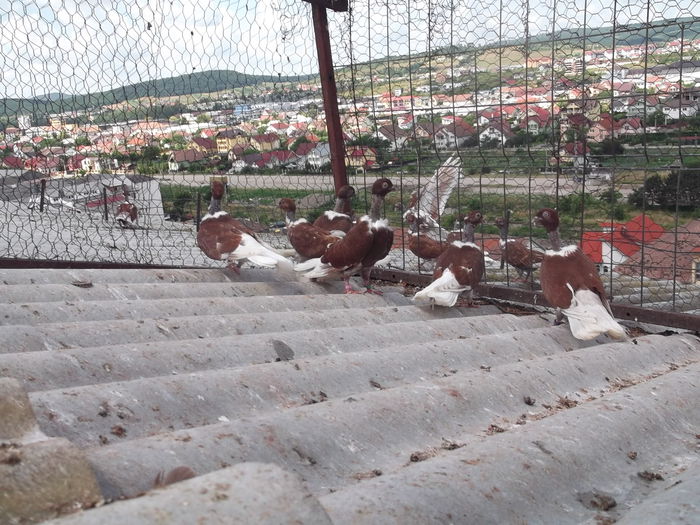 SA VEDEM CE FACETI VOI, APOI.....