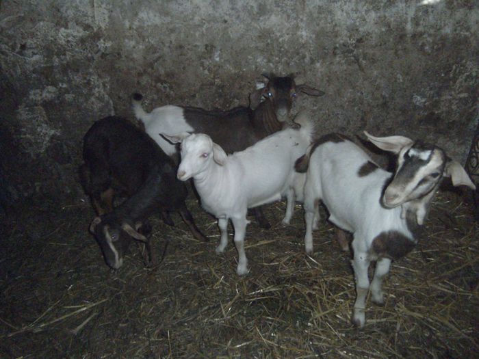 received_m_mid_1404496455890_a6a29fe65c43e67697_0 - capre