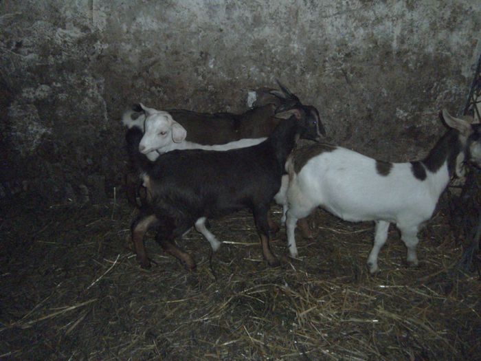 received_m_mid_1404496477882_0216b82fd4fc324600_0 - capre