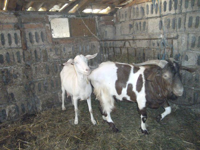 received_m_mid_1404496522136_2a1ca23a7beab06e81_0 - capre