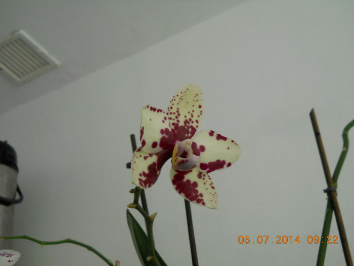 019 - IULIE 2014