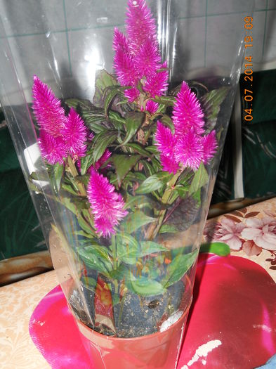 Celosia - ACHIZITII 2014