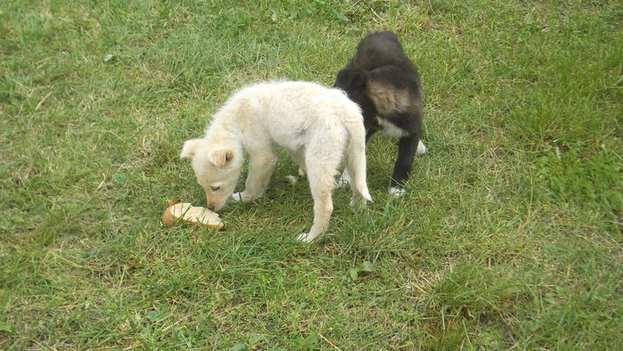 DSCF5382 - Cei mai buni prieteni