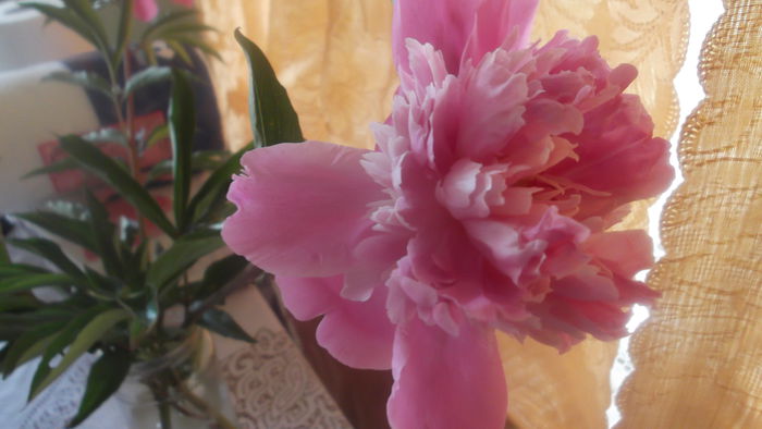 DSCF5244