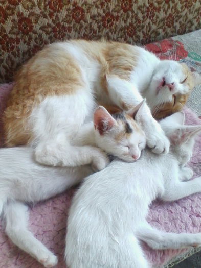 IMG_20140703_142824 - Vietuitoarele de langa casa