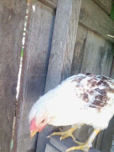 IMG_20140705_100152 - Vietuitoarele de langa casa