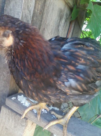 IMG_20140705_100438 - Vietuitoarele de langa casa