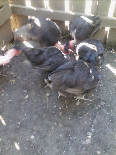 GG - Vietuitoarele de langa casa