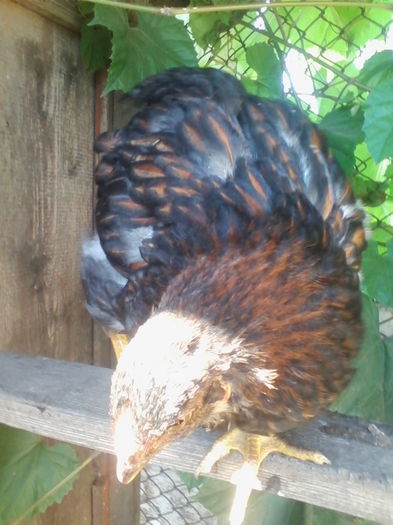 WIANDOTTE - Vietuitoarele de langa casa