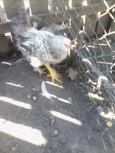 IMG_20140705_101014 - Vietuitoarele de langa casa