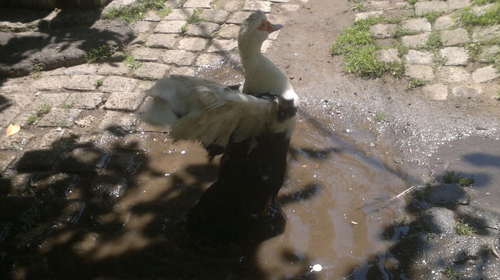 ce bine ie pe caldura asta - Noua achizitie