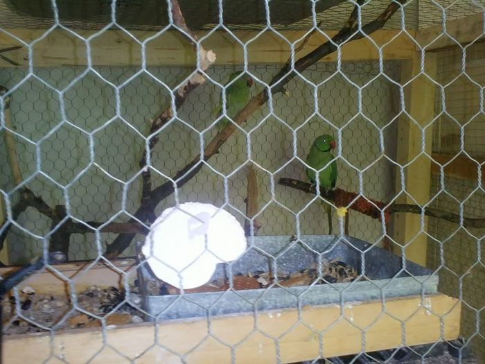 10488210_666539946759237_1724310418326137259_n