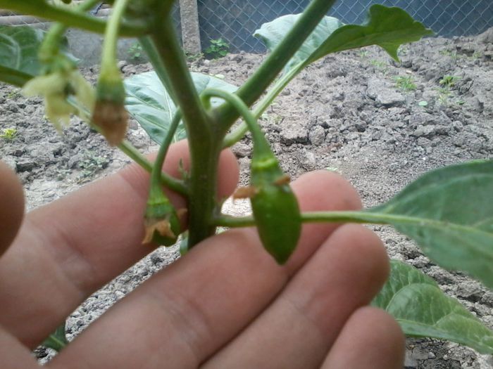 Habanero 2014-07-04 15.18.13