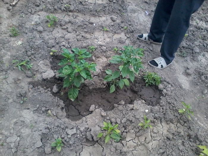 Habanero 2014-07-04 15.19.20