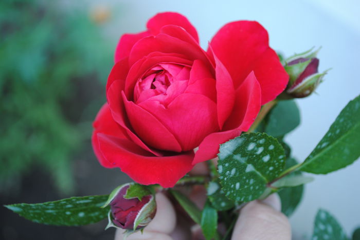 Florentina - yyy 2014 Trandafiri si clematite