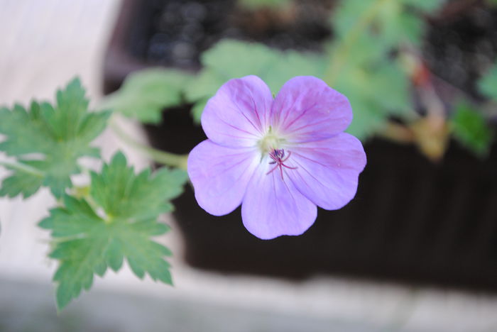 geranium rozanne, 5 iulie,prima floare:)) - yyy 2014 gradina mea