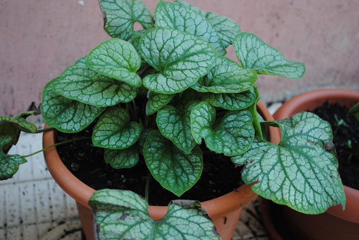 Brunnera mr morse - yyy 2014 gradina mea