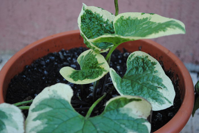 Brunnera jack variegated - yyy 2014 gradina mea