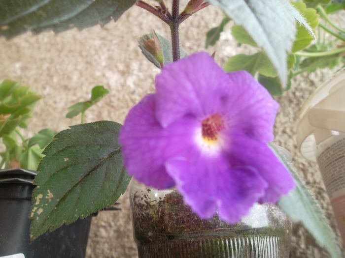 pui de achimenes