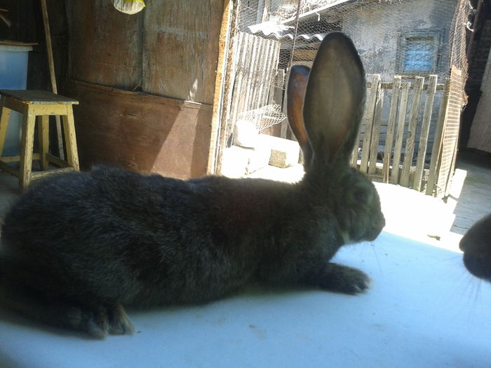 2014-07-05 14.09.23 - PENTRU BUCURESTI