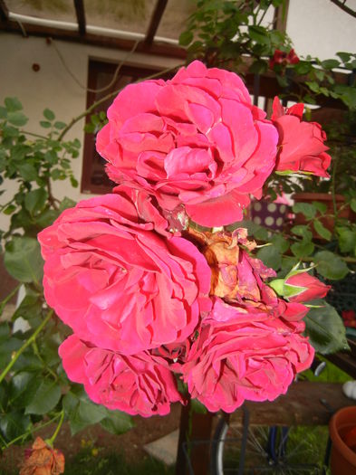 Rose Blaze Superior (2014, June 07) - Rose Blaze Superior