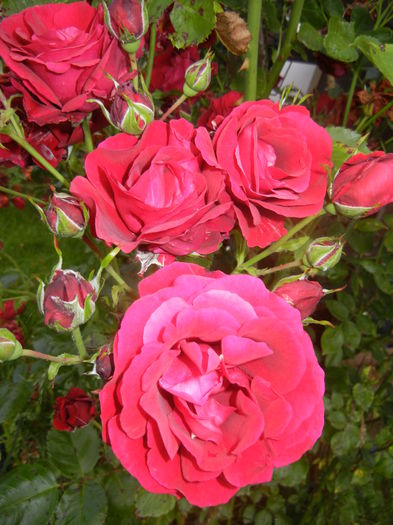 Rose Blaze Superior (2014, June 07) - Rose Blaze Superior