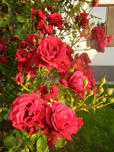 Rose Blaze Superior (2014, June 09) - Rose Blaze Superior
