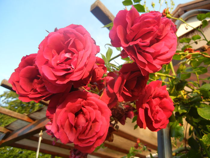 Rose Blaze Superior (2014, June 09) - Rose Blaze Superior