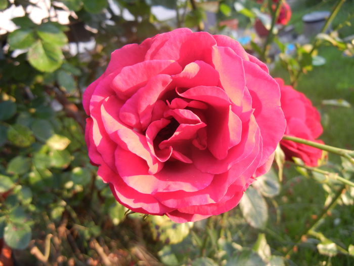 Rose Blaze Superior (2014, June 09) - Rose Blaze Superior