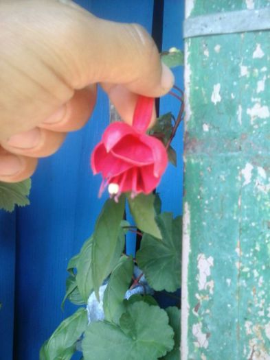 IMG-20140705-WA0024 - florile mele
