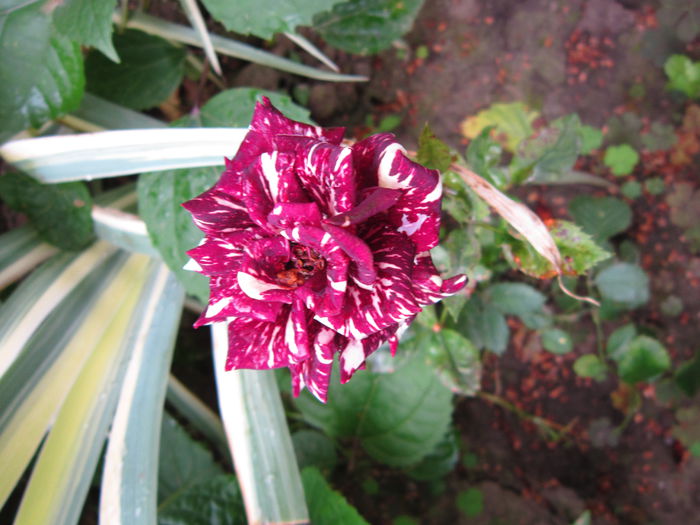IMG_3355 - flori