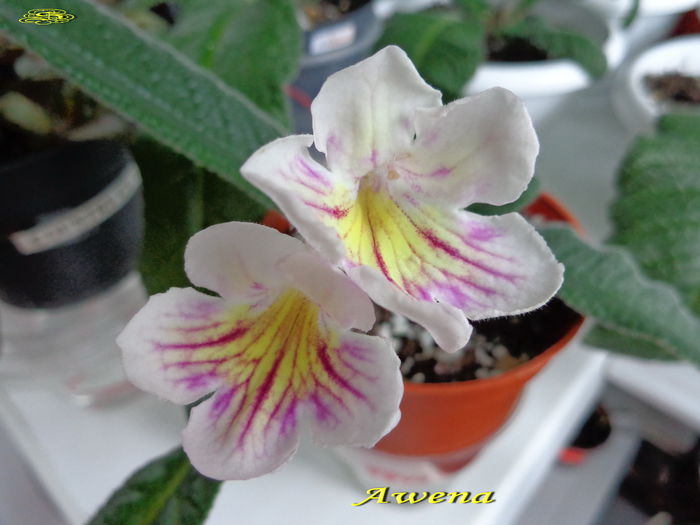 Awena(5-07-2014) - Streptocarpusi 2014