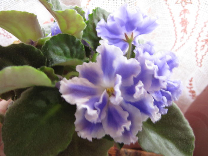 IMG_3352 - flori