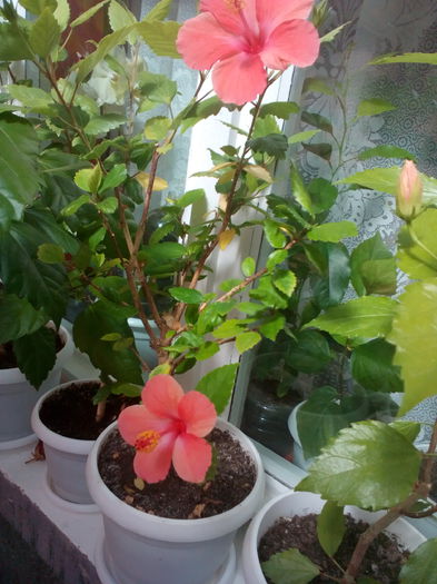 P_20140705_102642 - hibiscus