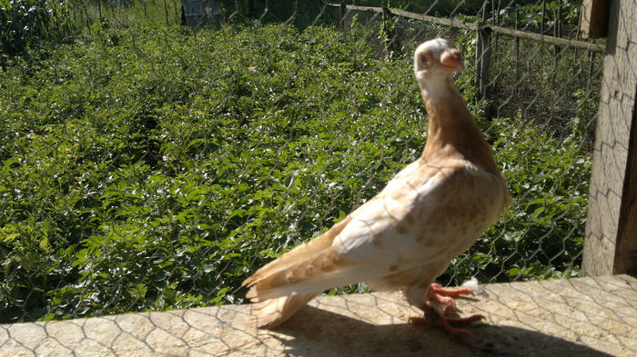 2014-07-05-3588 - pui 2012