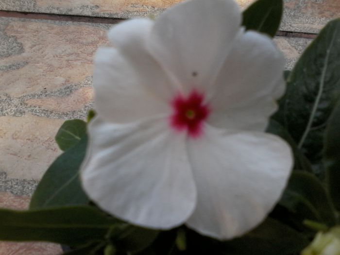 20140705_172123 - Vinca 2014-2015