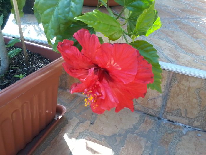20140705_171856 - Hibiscus 2014-2015