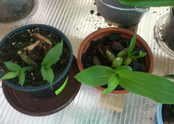 lycaste matur stg si din flask dr - Orhidee Italia si Brazilia