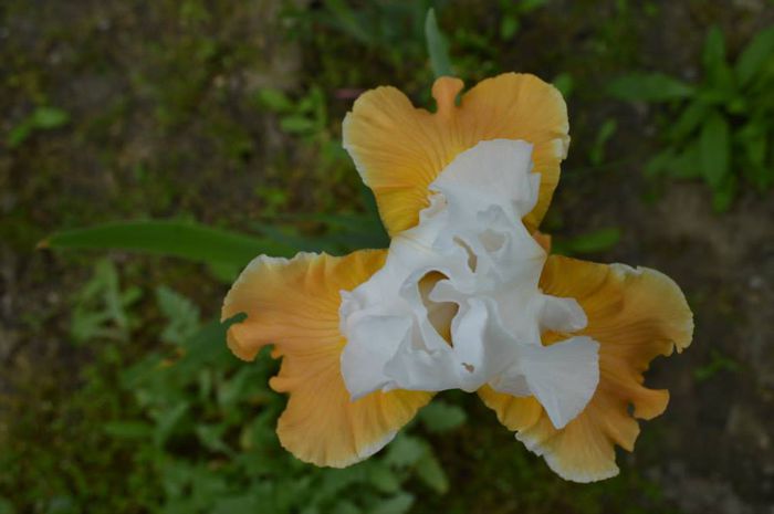 1798580_575654162532276_1107657424037698143_n