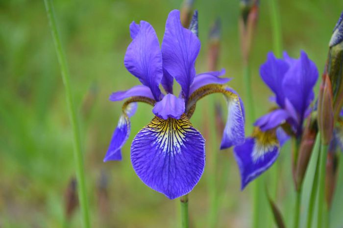 10271646_575782575852768_26841398915218833_n